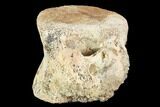 Bargain, Pachycephalosaurus Caudal Vertebra - Montana #101767-1